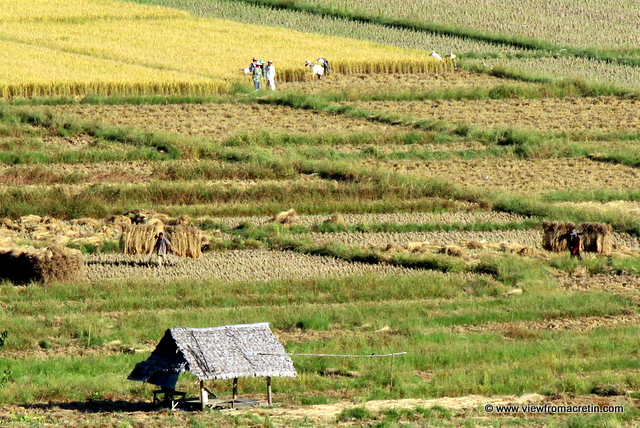 Harvesting, Pai, Thailand