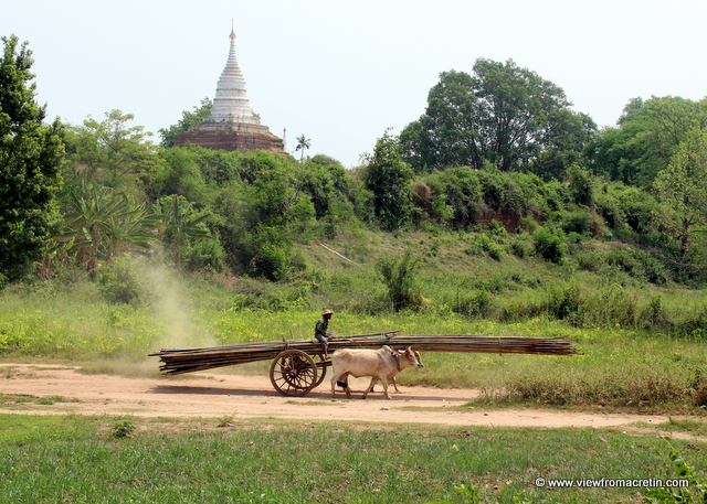 An ox cart carries long strips of wood while a temple sits like a sentinel in the distance at Inwa.